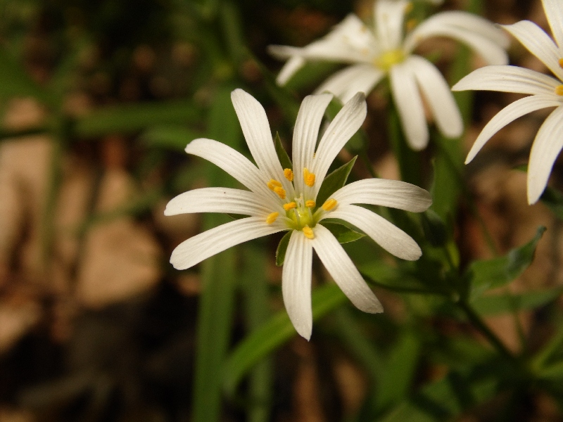 Stellaria holostea